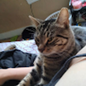 Meet your Posher, Natus